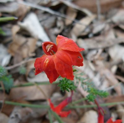 Leschenaultia formosa, photographed by botanygirl