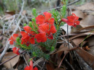 Leschenaultia formosa, photographed by botanygirl