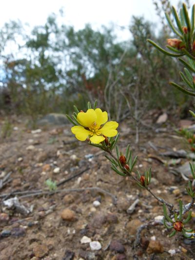 Hibbertia pulchra, photographed by botanygirl