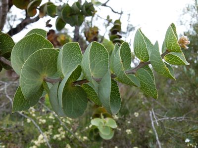Hakea cucullata, photographed by botanygirl