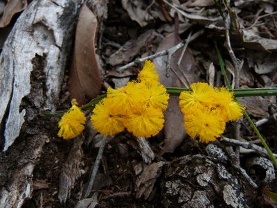Acacia applanata, photographed by botanygirl