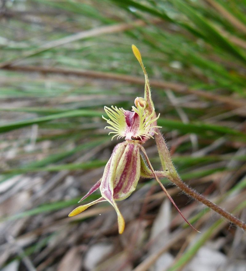 Caladenia plicata, photographed by botanygirl