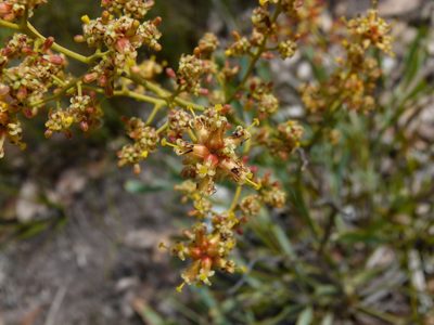 Stirlingia latifolia, photographed by botanygirl