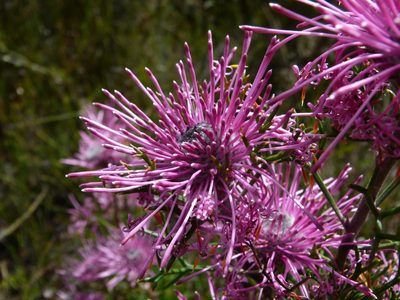 Isopogon formosus, photographed by botanygirl