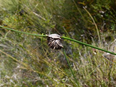 Mesomelaena tetragona, photographed by botanygirl