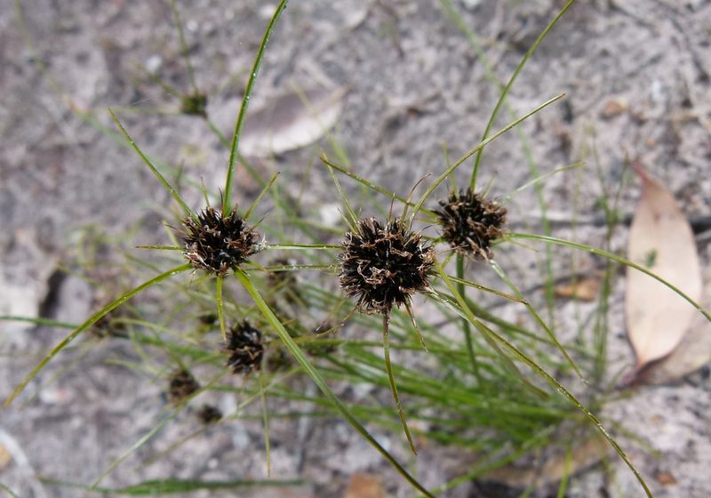 Chaetospora curvifolia, photographed by botanygirl