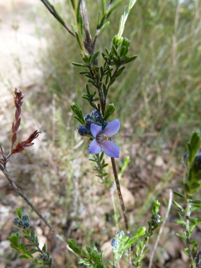 Cyanothamnus coerulescens, photographed by botanygirl