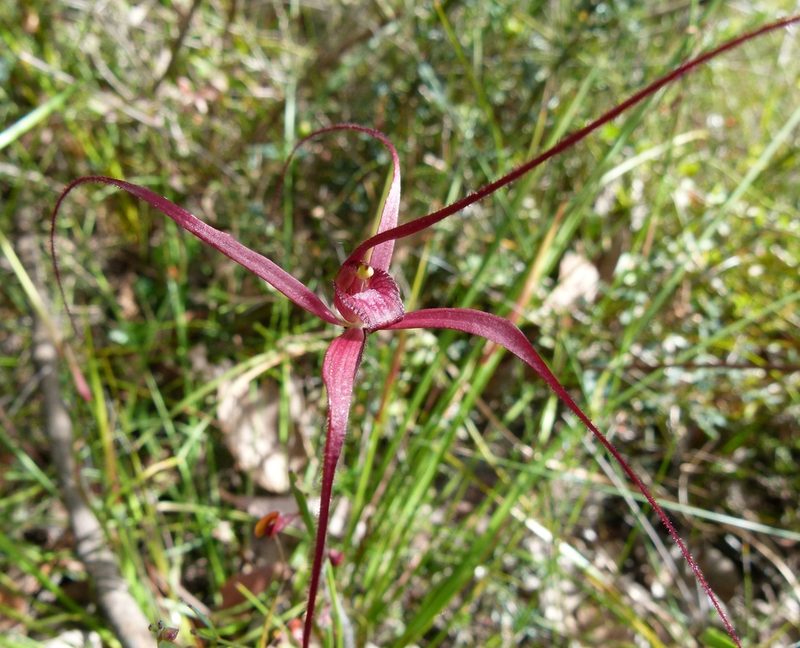 Caladenia filifera, photographed by botanygirl