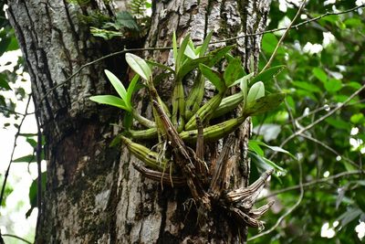Myrmecophila thomsoniana, photographed by marique