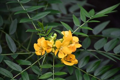 Senna ligustrina, photographed by marique