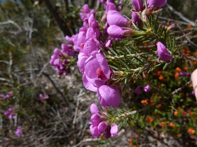 Gompholobium glabristylum, photographed by botanygirl