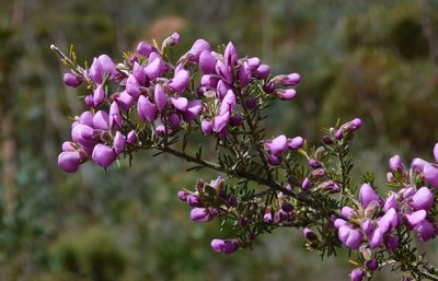 Gompholobium glabristylum, photographed by botanygirl