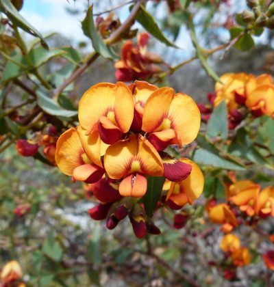 Daviesia cordata, photographed by botanygirl