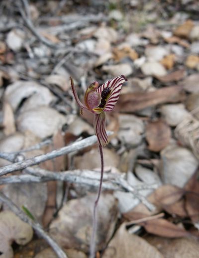 Caladenia cairnsiana, photographed by botanygirl