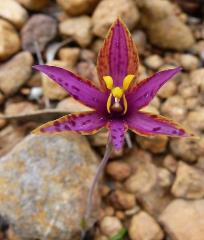 Thelymitra speciosa, photographed by botanygirl