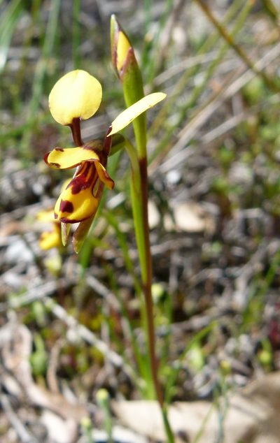 Diuris laxiflora, photographed by botanygirl