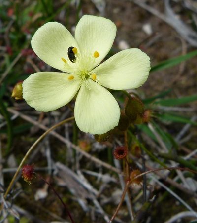 Drosera subhirtella, photographed by botanygirl