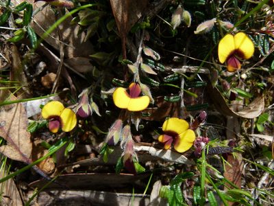 Bossiaea eriocarpa, photographed by botanygirl
