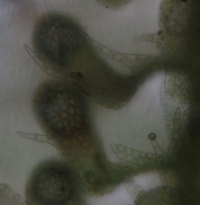Lepidolaena taylorii, photographed by John Steel