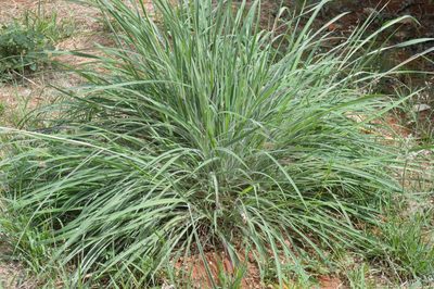 Andropogon gayanus, photographed by Douglas