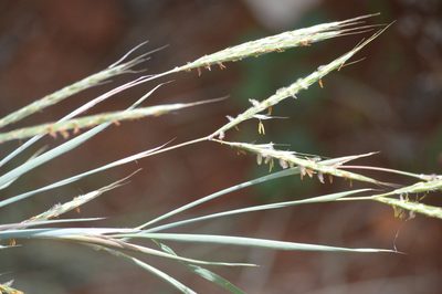 Andropogon gayanus, photographed by Douglas