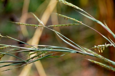 Andropogon gayanus, photographed by Douglas