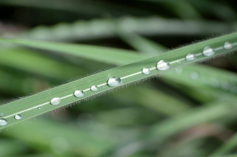 Andropogon gayanus, photographed by Douglas