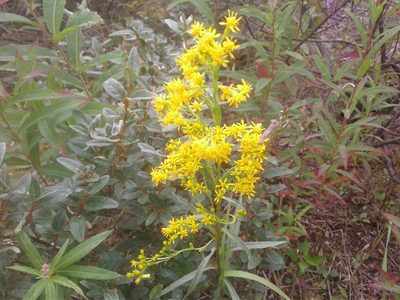 Solidago uliginosa, photographed by Quinten Wiegersma