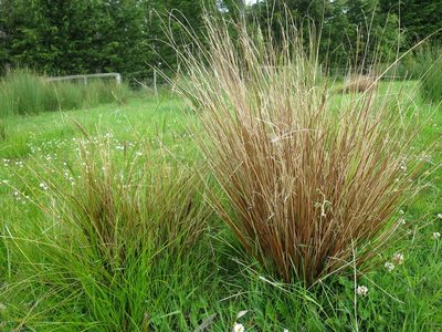 Carex buchananii, photographed by Alice Shanks