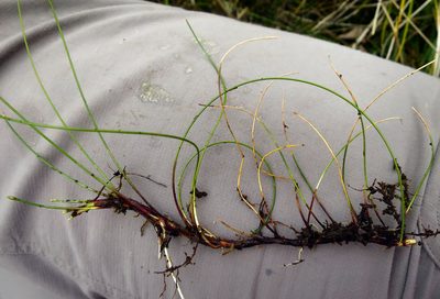 Eleocharis gracilis, photographed by Alice Shanks