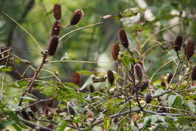 Platycarya strobilacea, photographed by harum.koh