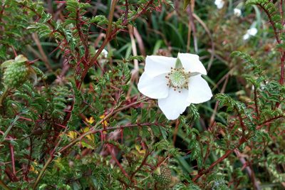 Rubus papuanus, photographed by Kristof Zyskowski