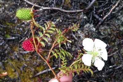 Rubus papuanus, photographed by Kristof Zyskowski