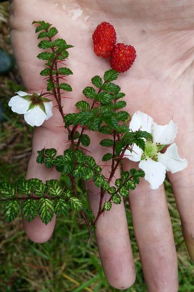 Rubus papuanus, photographed by Kristof Zyskowski