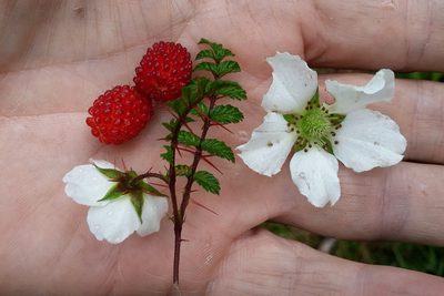 Rubus papuanus, photographed by Kristof Zyskowski
