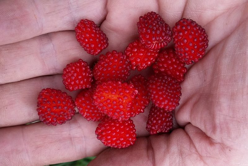 Rubus papuanus, photographed by Kristof Zyskowski