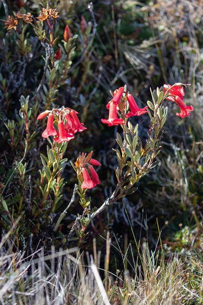 Rhododendron beyerinckianum, photographed by Kristof Zyskowski