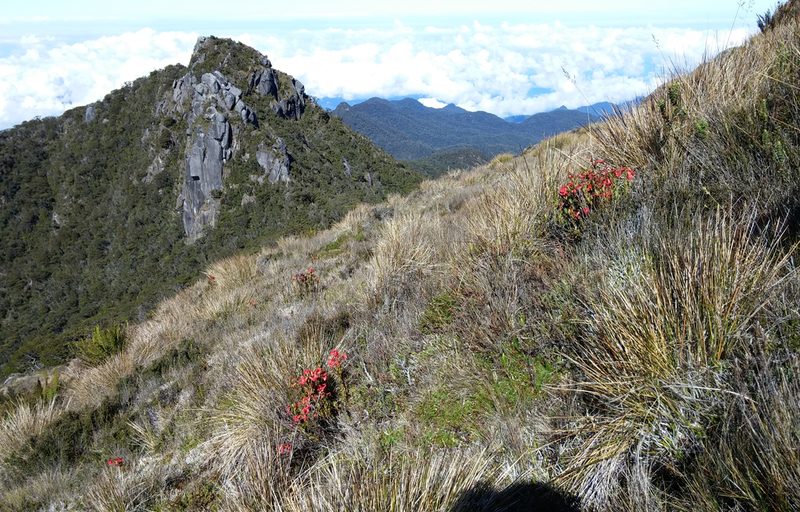 Rhododendron beyerinckianum, photographed by Kristof Zyskowski