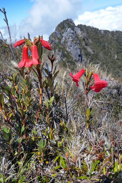 Rhododendron beyerinckianum, photographed by Kristof Zyskowski