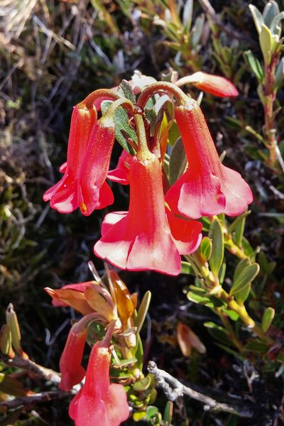 Rhododendron beyerinckianum, photographed by Kristof Zyskowski