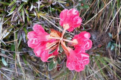 Rhododendron beyerinckianum, photographed by Kristof Zyskowski