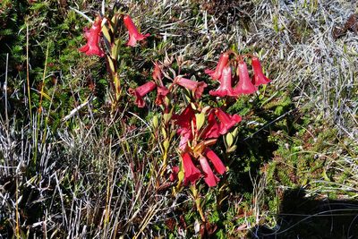 Rhododendron beyerinckianum, photographed by Kristof Zyskowski