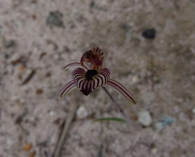 Caladenia cairnsiana, photographed by botanygirl