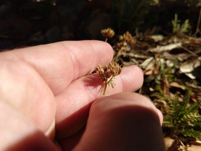 Potentilla micheneri, photographed by rockybajada