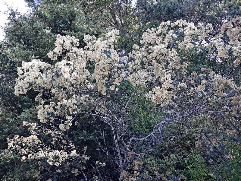 Pomaderris hamiltonii, photographed by Peter de Lange
