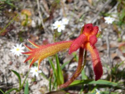 Anigozanthos humilis, photographed by botanygirl