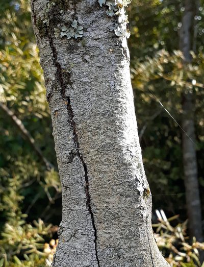 Pomaderris hamiltonii, photographed by Peter de Lange