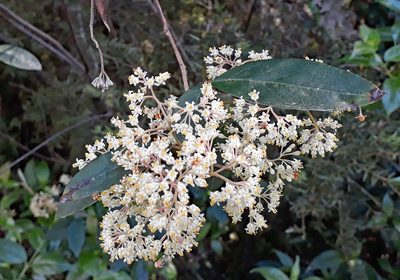 Pomaderris hamiltonii, photographed by Peter de Lange