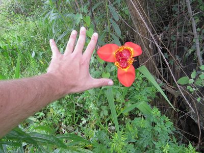 Tigridia pavonia, photographed by Leonel Roget