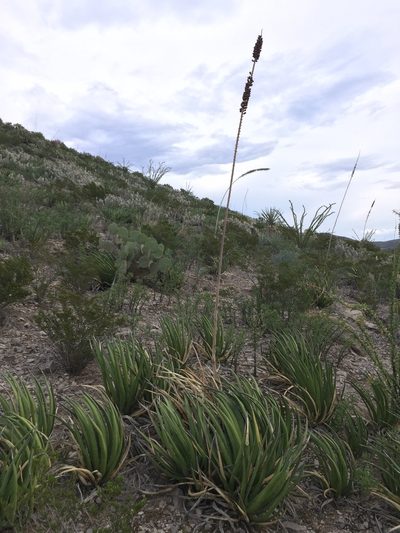 Agave albomarginata, photographed by Clifton Ladd, C.W.B.
